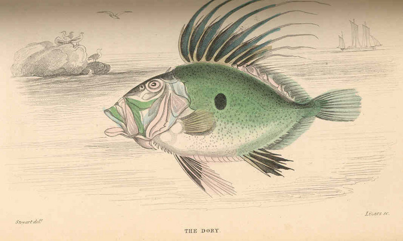 John Dory (Zeus faber); DISPLAY FULL IMAGE.