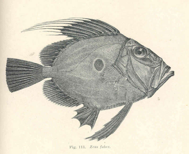 John Dory (Zeus faber); DISPLAY FULL IMAGE.