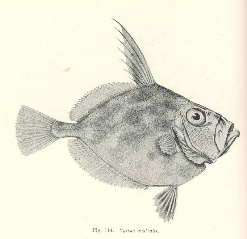 silver dory (Cyttus australis); DISPLAY FULL IMAGE.