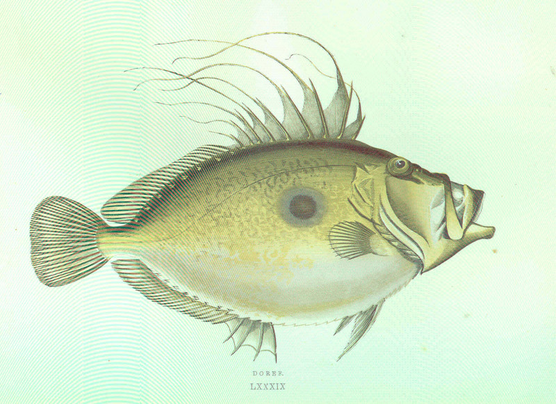 John Dory (Zeus faber); DISPLAY FULL IMAGE.