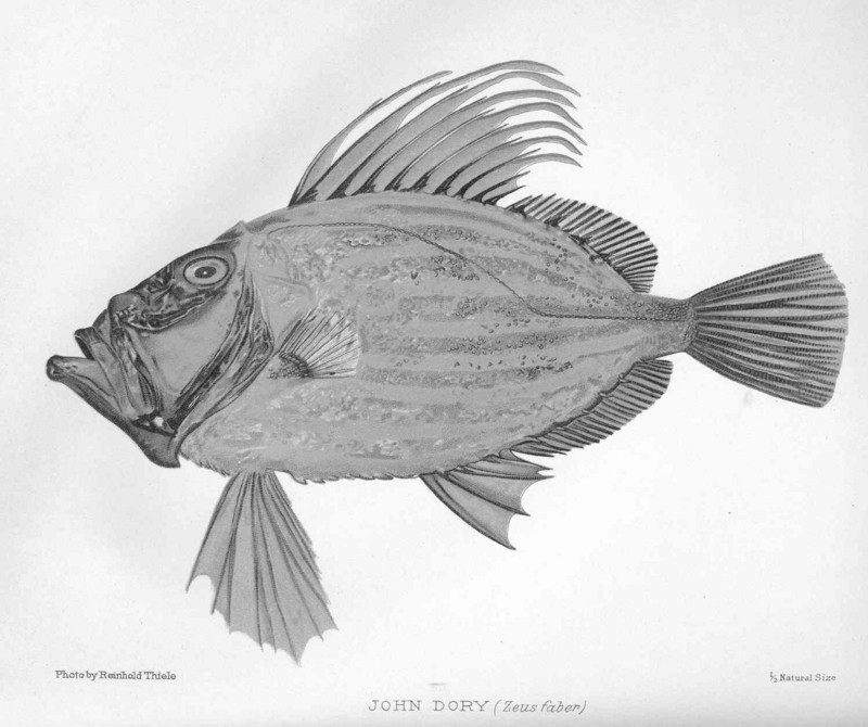 John Dory (Zeus faber); DISPLAY FULL IMAGE.