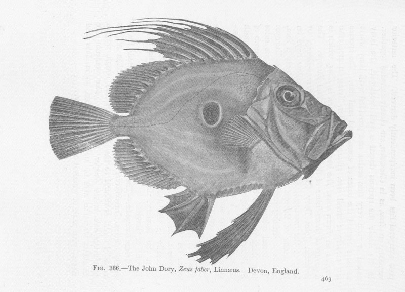 John Dory (Zeus faber); DISPLAY FULL IMAGE.