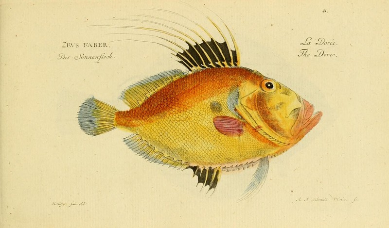 John Dory (Zeus faber); DISPLAY FULL IMAGE.