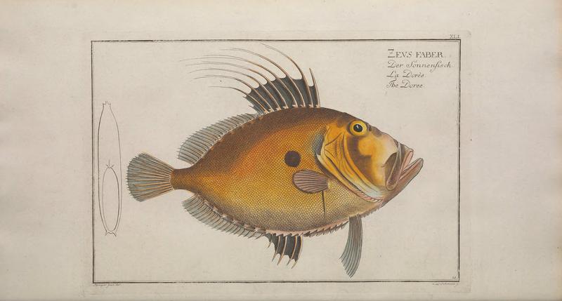 John Dory (Zeus faber); DISPLAY FULL IMAGE.