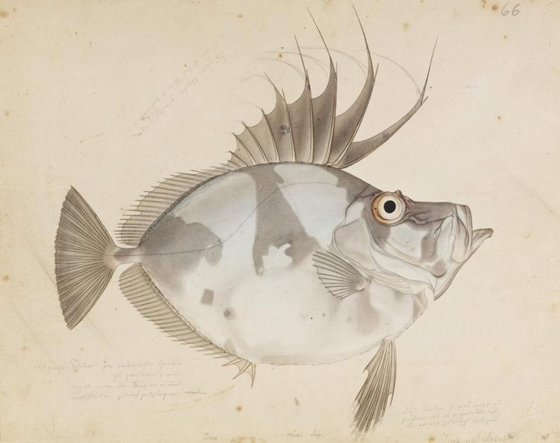 John Dory (Zeus faber); DISPLAY FULL IMAGE.