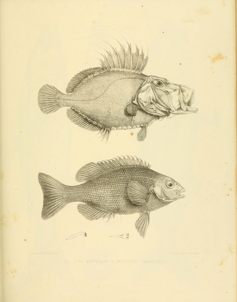 John Dory (Zeus faber), parore (Girella tricuspidata); DISPLAY FULL IMAGE.