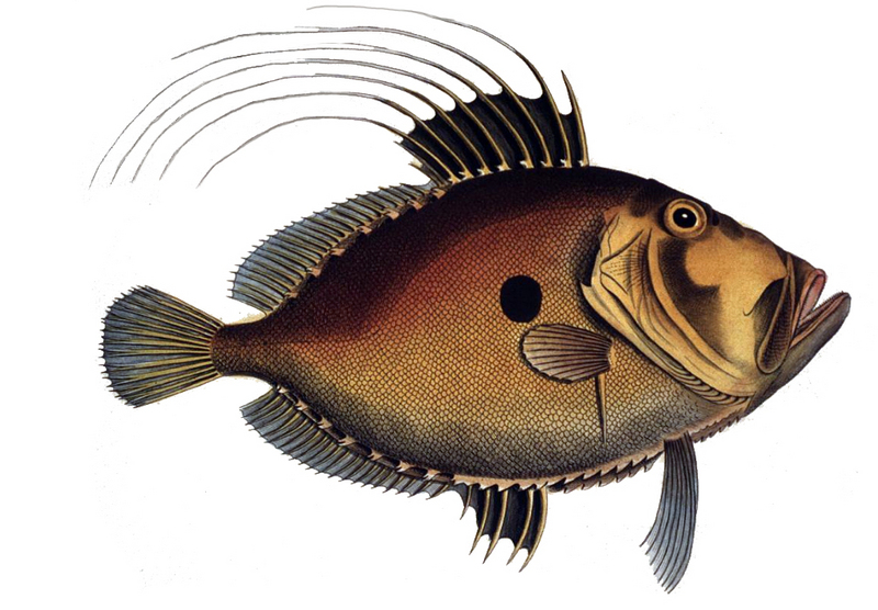 John Dory (Zeus faber); DISPLAY FULL IMAGE.