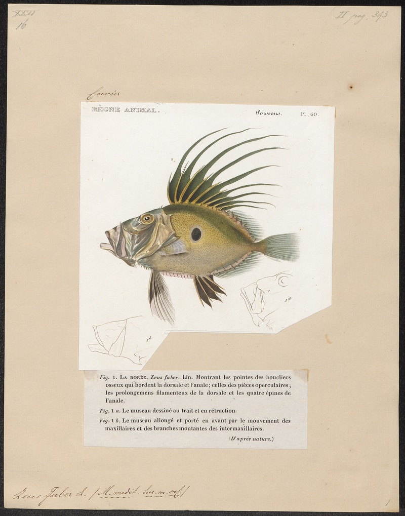 John Dory (Zeus faber); DISPLAY FULL IMAGE.