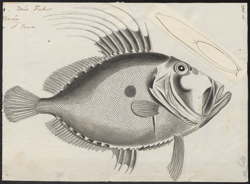 John Dory (Zeus faber); DISPLAY FULL IMAGE.