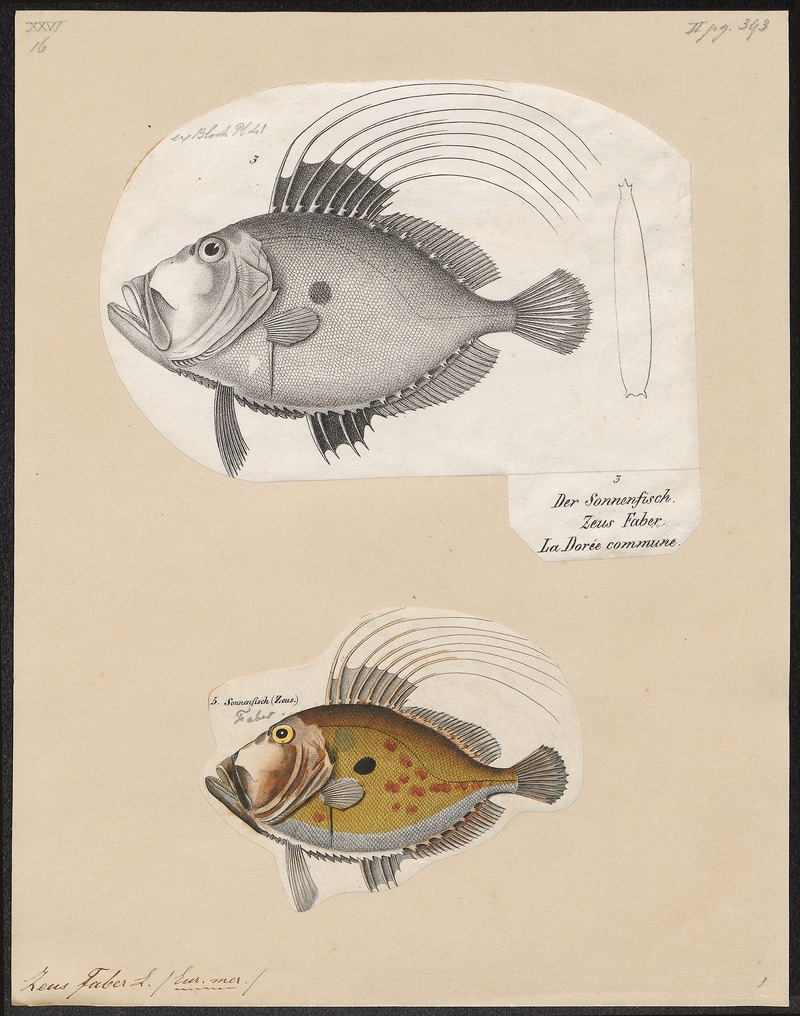 John Dory (Zeus faber); DISPLAY FULL IMAGE.