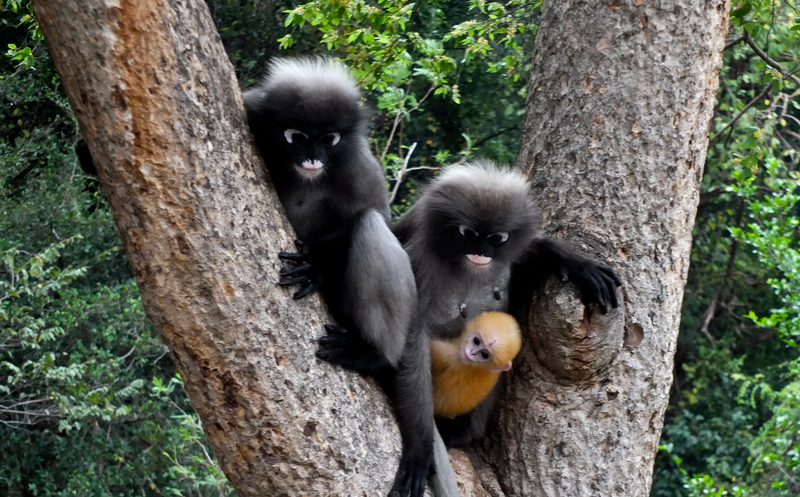 dusky leaf monkey (Trachypithecus obscurus); DISPLAY FULL IMAGE.