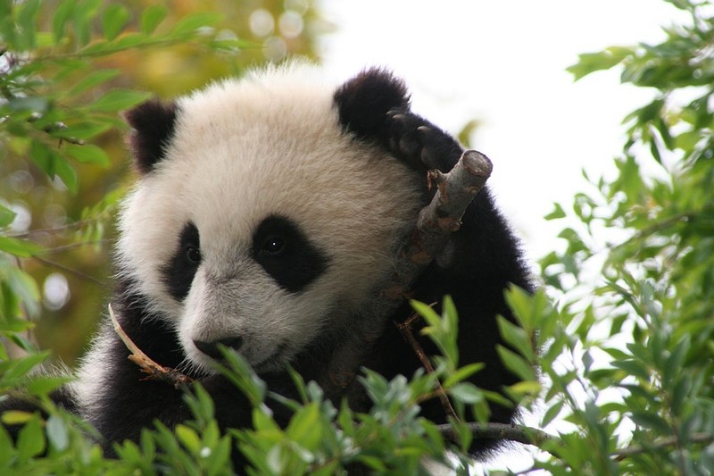 giant panda (Ailuropoda melanoleuca); DISPLAY FULL IMAGE.