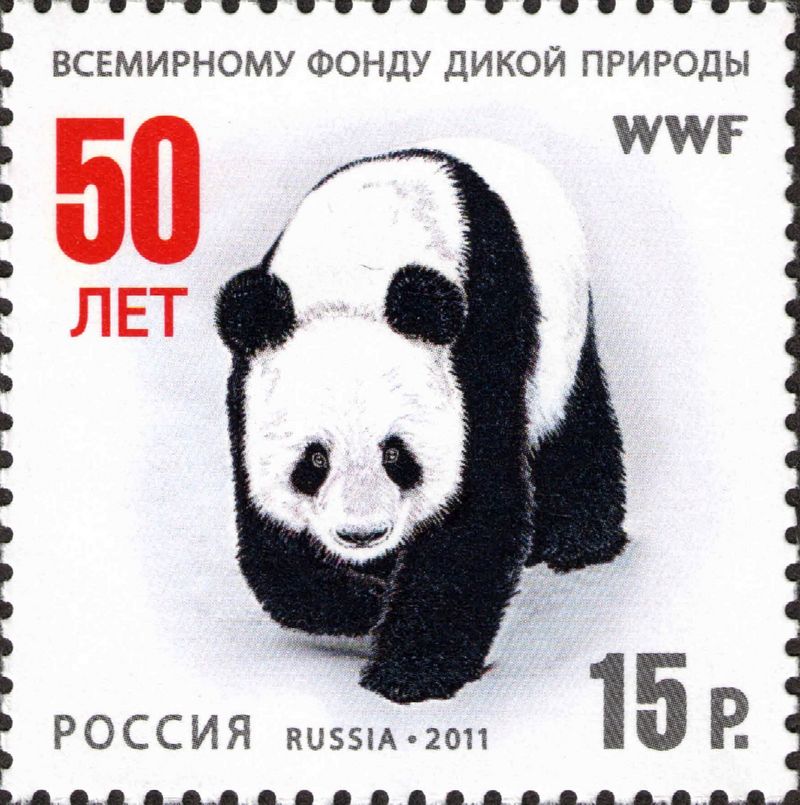 giant panda (Ailuropoda melanoleuca); DISPLAY FULL IMAGE.