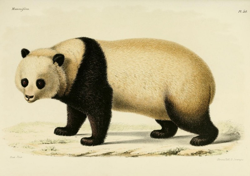 giant panda (Ailuropoda melanoleuca); DISPLAY FULL IMAGE.