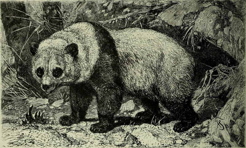 giant panda (Ailuropoda melanoleuca); DISPLAY FULL IMAGE.