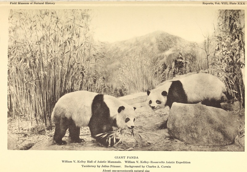 giant panda (Ailuropoda melanoleuca); DISPLAY FULL IMAGE.