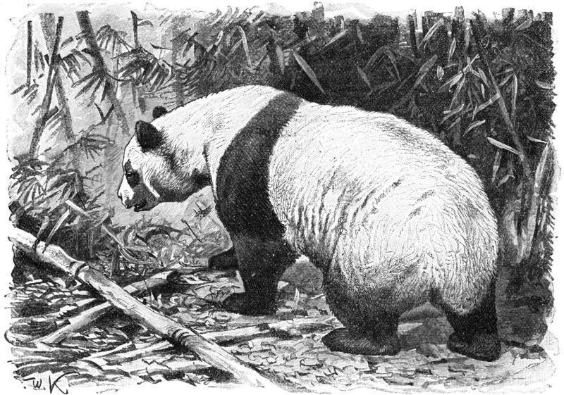 giant panda (Ailuropoda melanoleuca); DISPLAY FULL IMAGE.