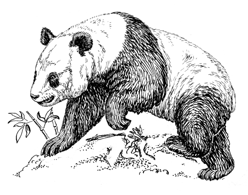 giant panda (Ailuropoda melanoleuca); DISPLAY FULL IMAGE.