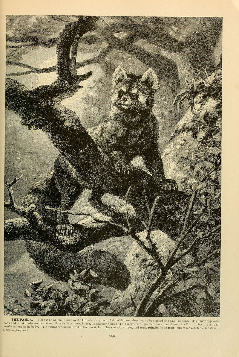 red panda, lesser panda (Ailurus fulgens); DISPLAY FULL IMAGE.