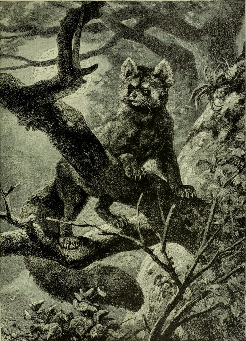 red panda, lesser panda (Ailurus fulgens); DISPLAY FULL IMAGE.
