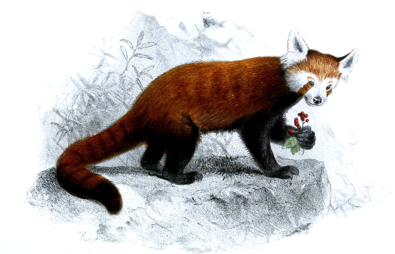 red panda, lesser panda (Ailurus fulgens); DISPLAY FULL IMAGE.