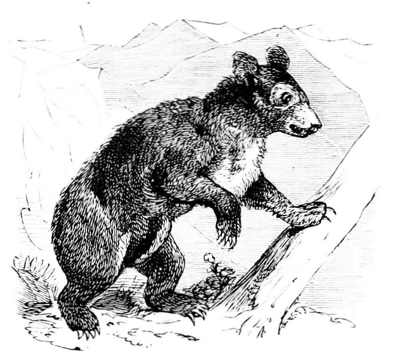 spectacled bear (Tremarctos ornatus); DISPLAY FULL IMAGE.