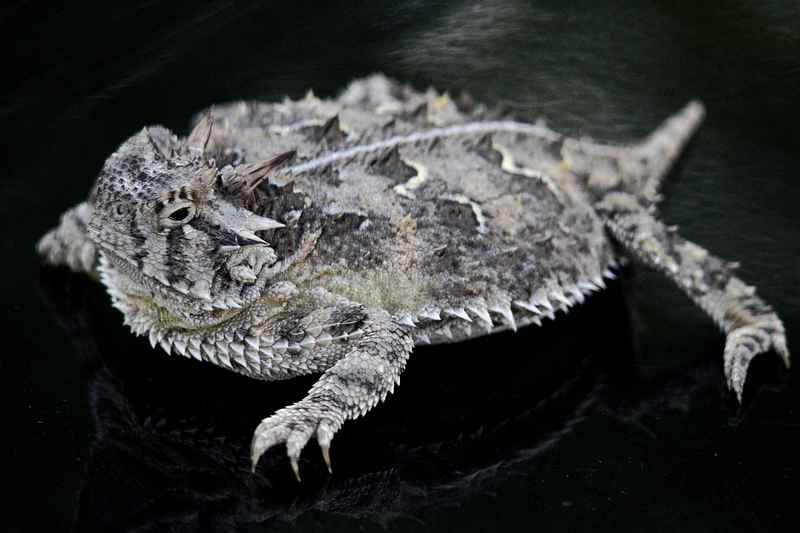 Texas horned lizard (Phrynosoma cornutum); DISPLAY FULL IMAGE.