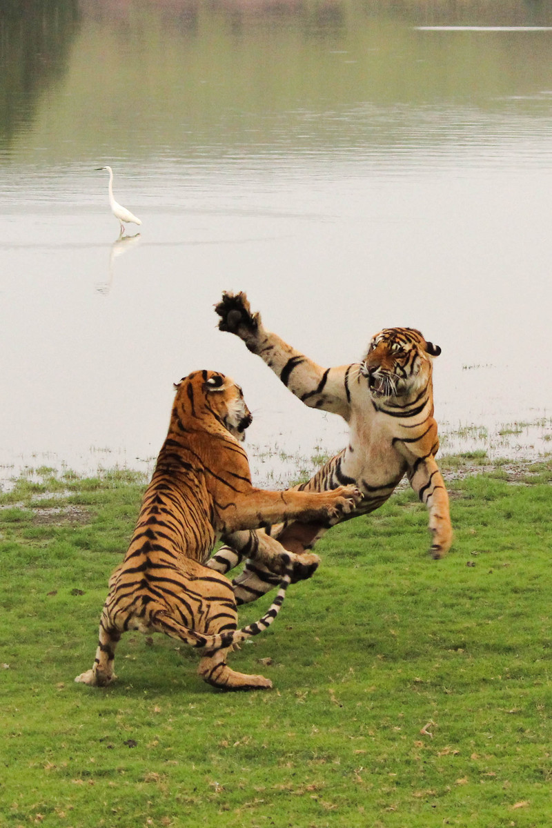 tiger (Panthera tigris) - tigers playing; DISPLAY FULL IMAGE.
