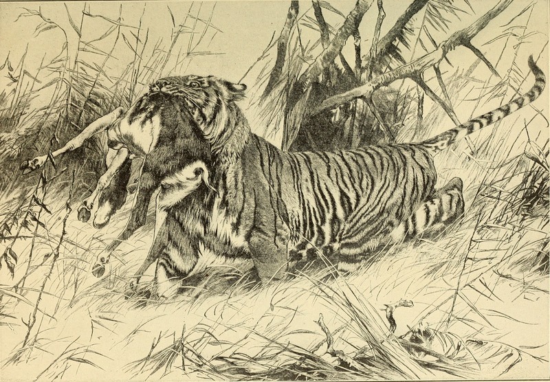 tiger (Panthera tigris); DISPLAY FULL IMAGE.