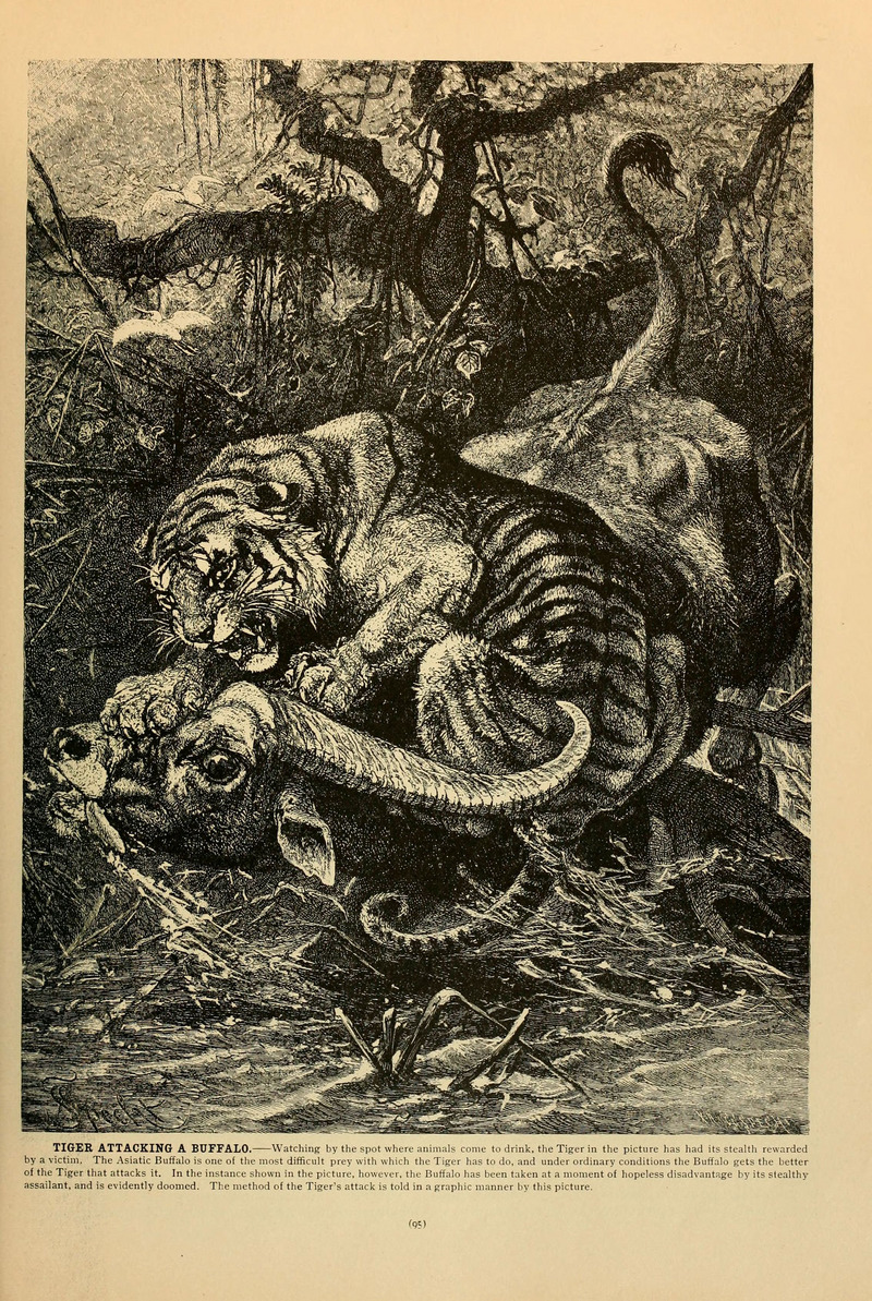 tiger (Panthera tigris); DISPLAY FULL IMAGE.