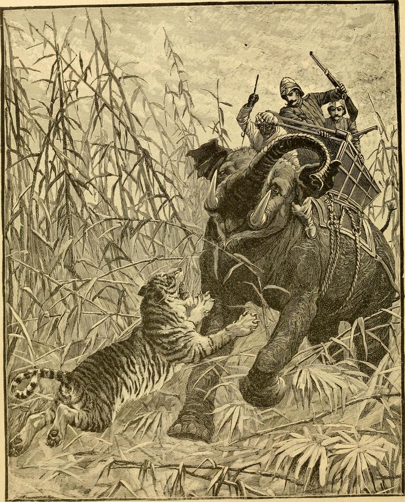 tiger (Panthera tigris); DISPLAY FULL IMAGE.