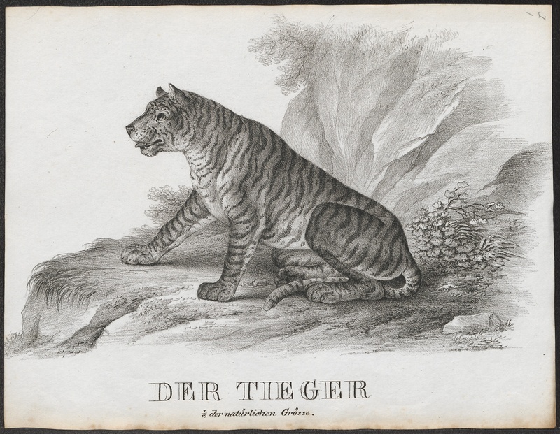 tiger (Panthera tigris); DISPLAY FULL IMAGE.