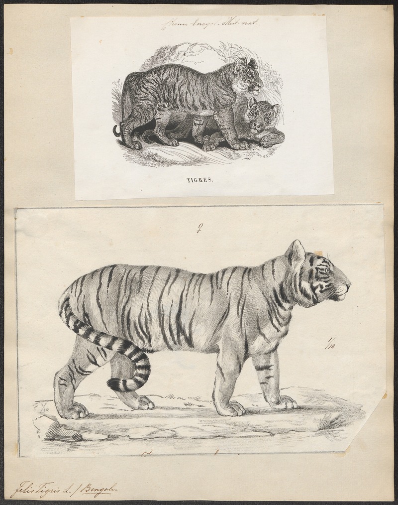 tiger (Panthera tigris); DISPLAY FULL IMAGE.