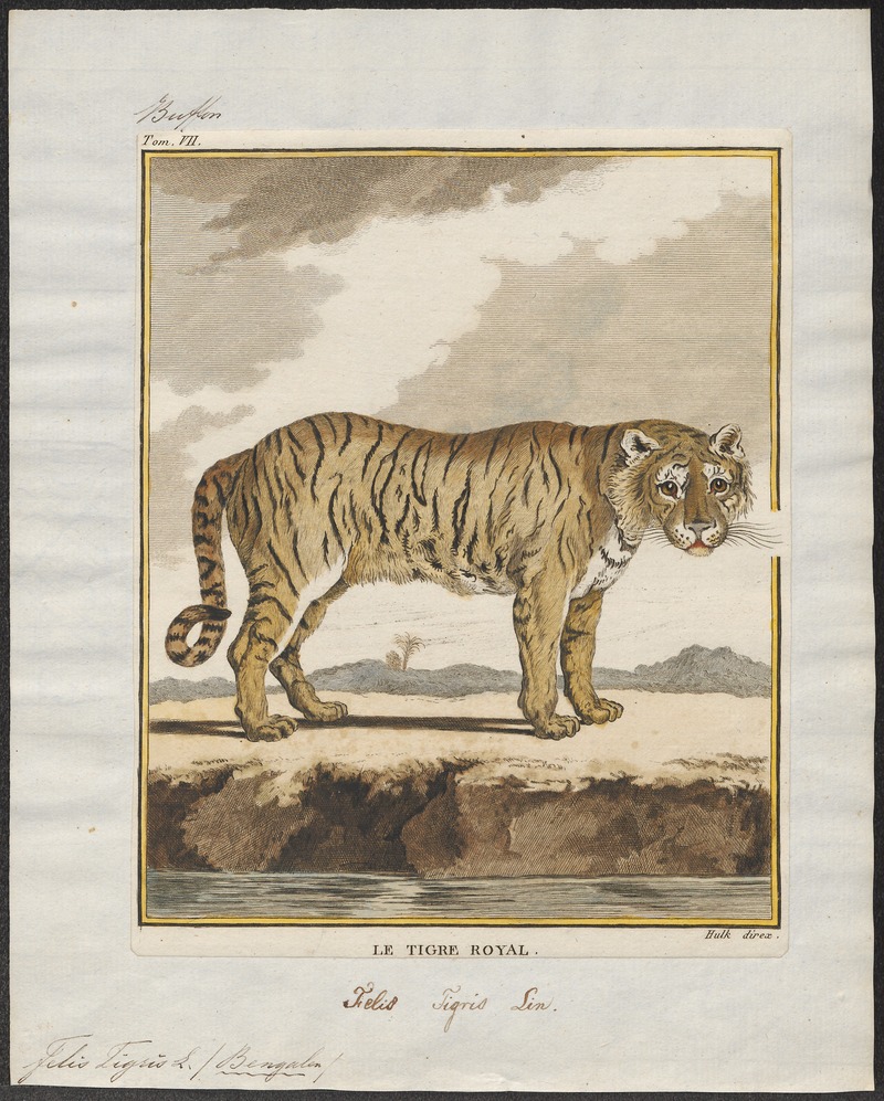 tiger (Panthera tigris); DISPLAY FULL IMAGE.