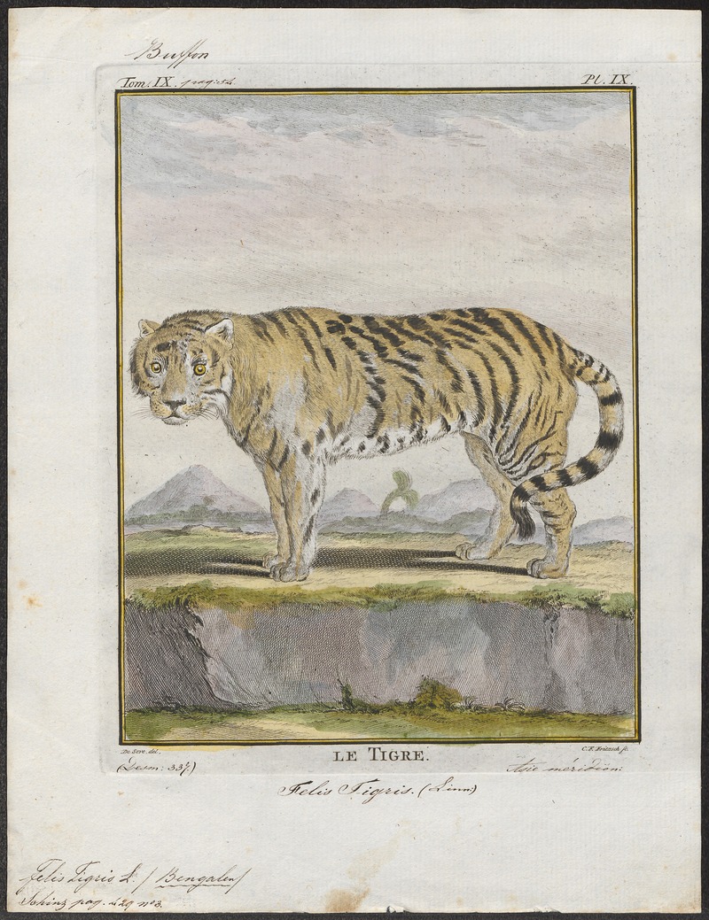 tiger (Panthera tigris); DISPLAY FULL IMAGE.