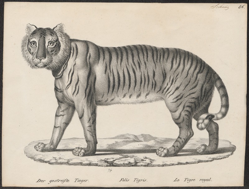 tiger (Panthera tigris); DISPLAY FULL IMAGE.
