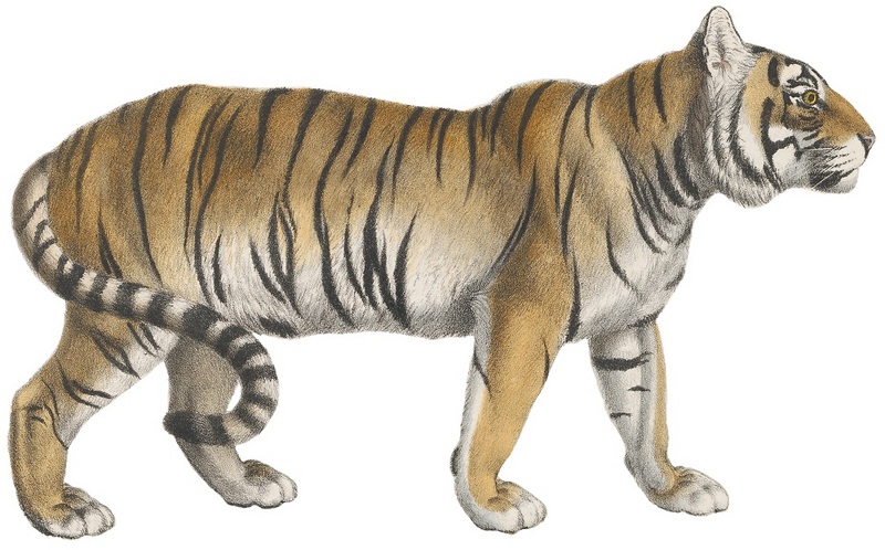 tiger (Panthera tigris); DISPLAY FULL IMAGE.