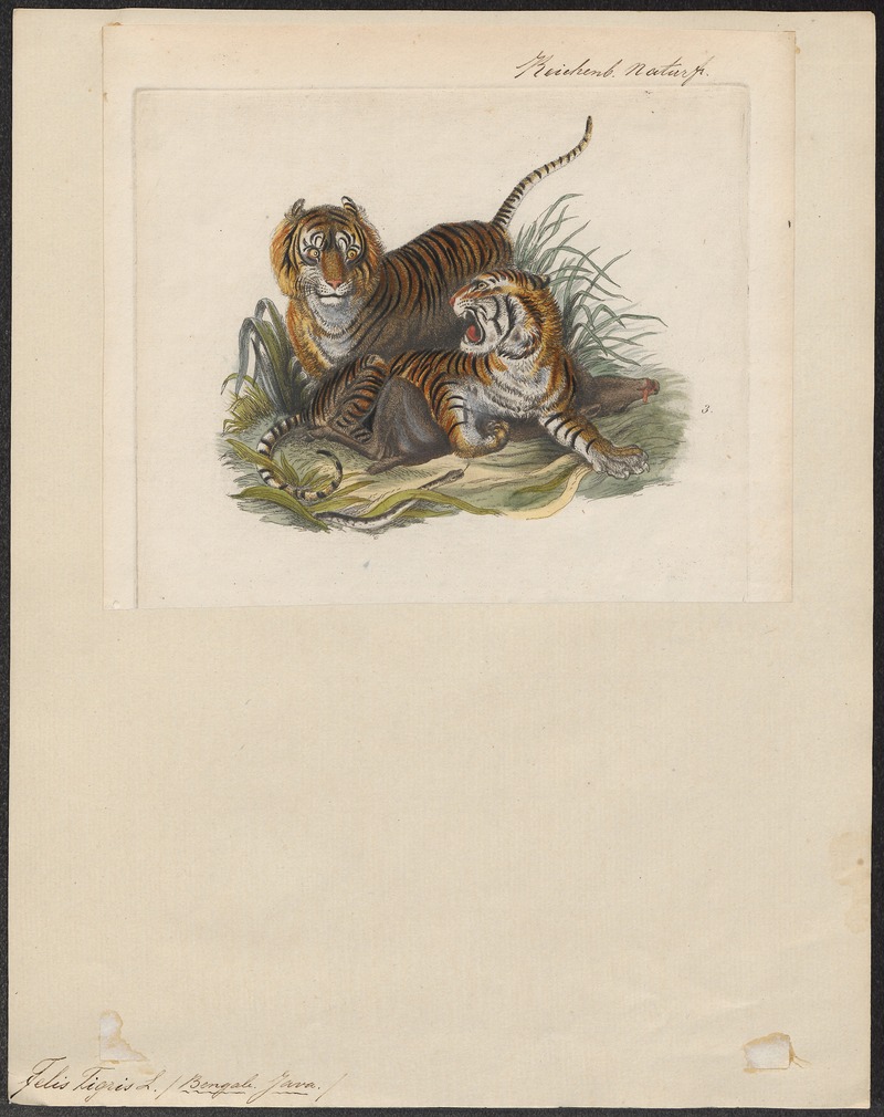 tiger (Panthera tigris); DISPLAY FULL IMAGE.