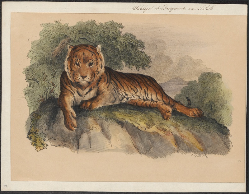 tiger (Panthera tigris); DISPLAY FULL IMAGE.