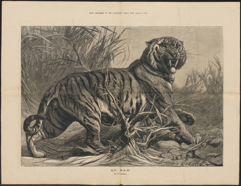 tiger (Panthera tigris); DISPLAY FULL IMAGE.