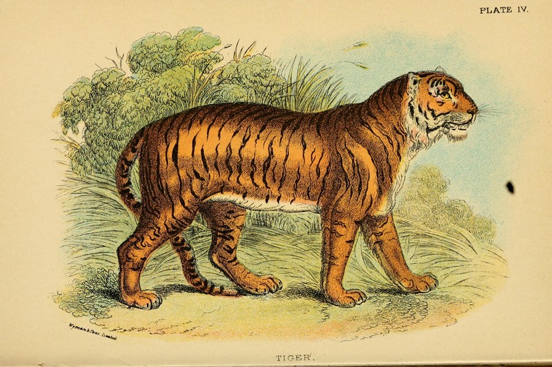 tiger (Panthera tigris); DISPLAY FULL IMAGE.