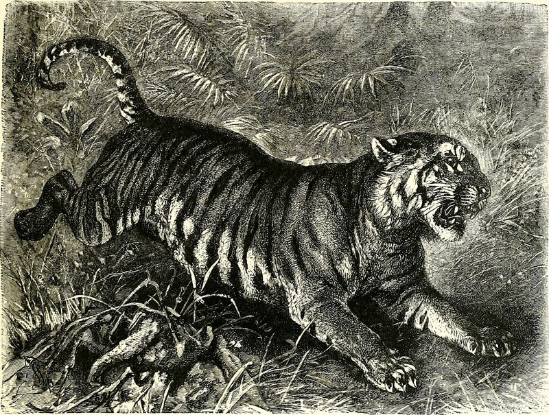 Bengal tiger (Panthera tigris tigris); DISPLAY FULL IMAGE.