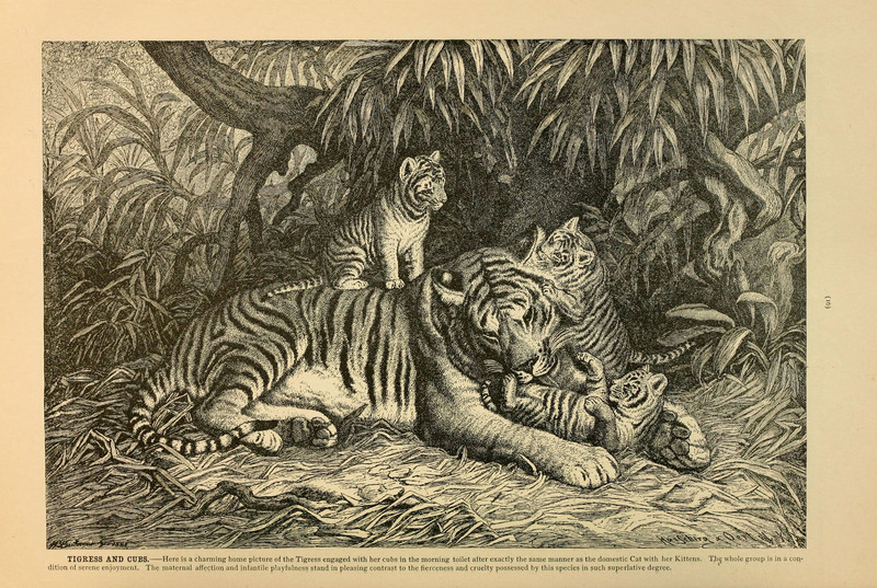 tiger (Panthera tigris); DISPLAY FULL IMAGE.