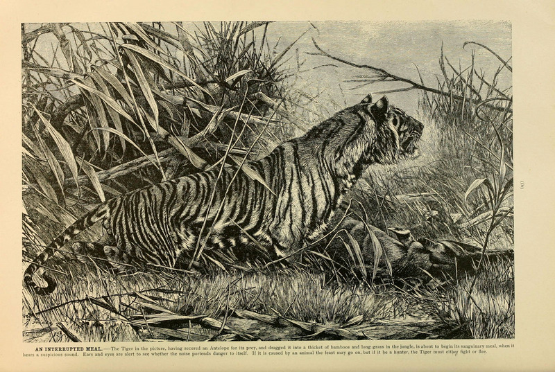 tiger (Panthera tigris); DISPLAY FULL IMAGE.