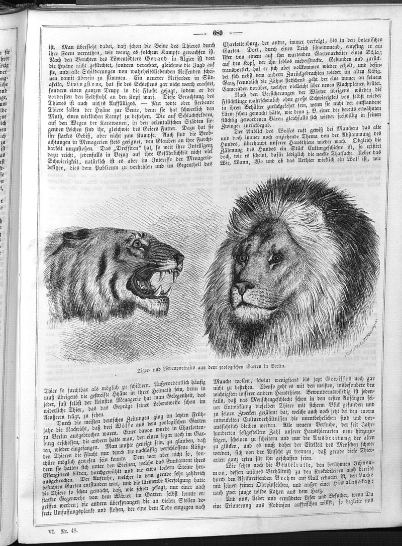 tiger (Panthera tigris); DISPLAY FULL IMAGE.