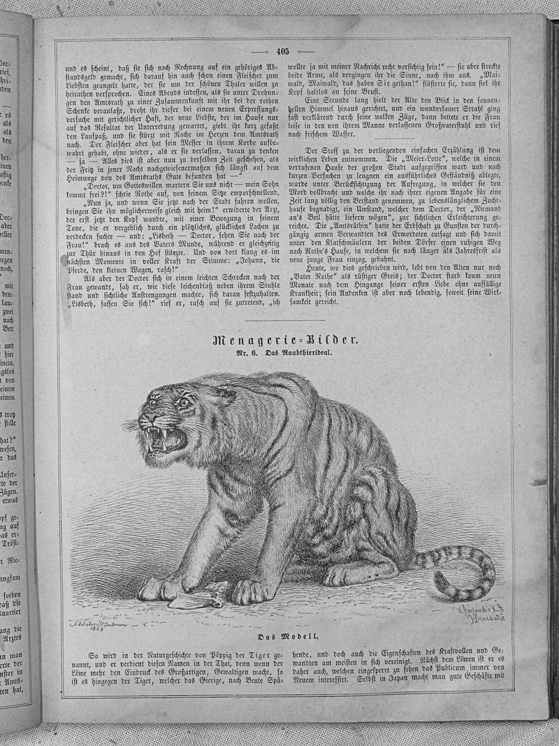 tiger (Panthera tigris); DISPLAY FULL IMAGE.