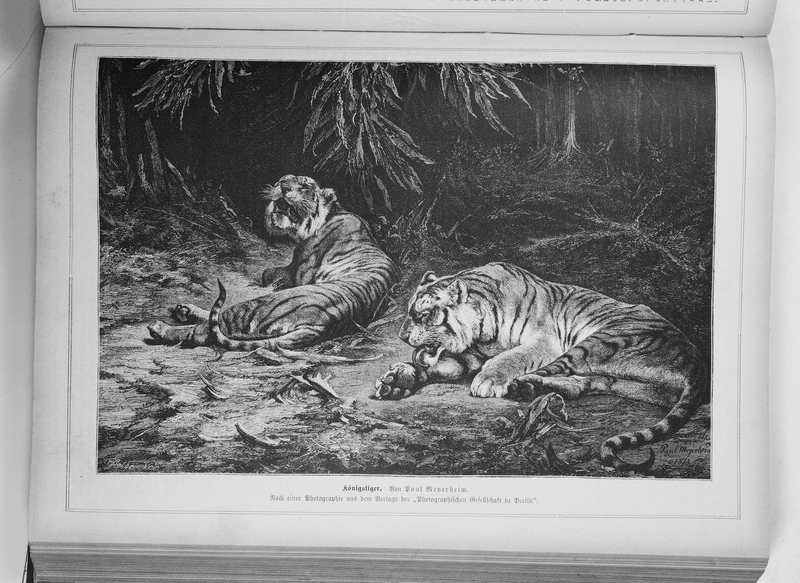 tiger (Panthera tigris); DISPLAY FULL IMAGE.