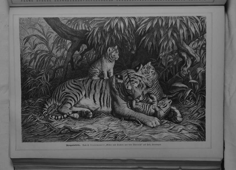 tiger (Panthera tigris); DISPLAY FULL IMAGE.