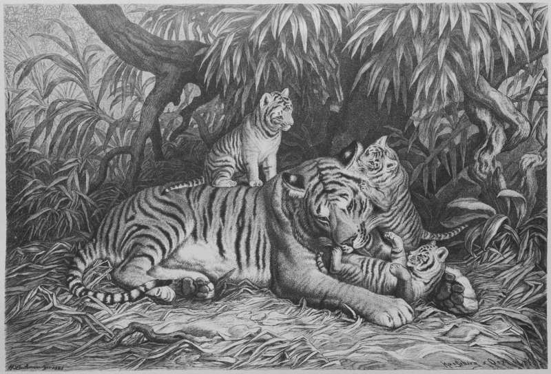 tiger (Panthera tigris); DISPLAY FULL IMAGE.