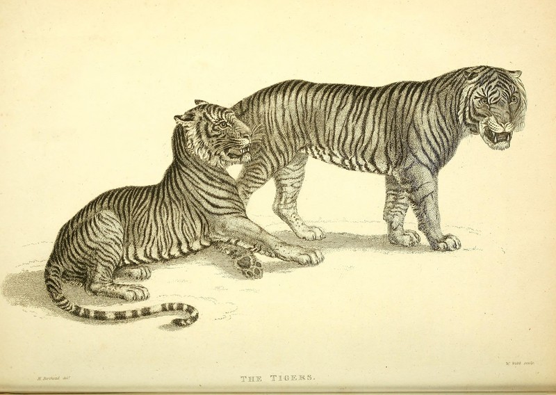 tiger (Panthera tigris); DISPLAY FULL IMAGE.